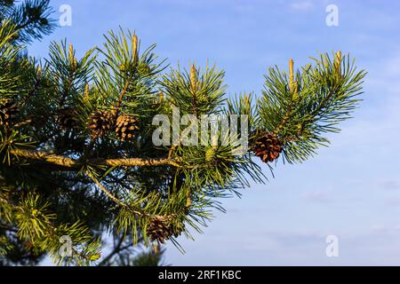 Sylvestris Scotch pino rosso europeo Scozzese o pino Baltico. primo piano macro ramo di fuoco selettivo con coni fiori e polline sopra il backgro fuori fuoco Foto Stock