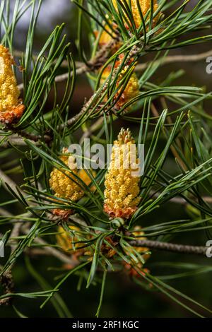 Sylvestris Scotch pino rosso europeo Scozzese o pino Baltico. primo piano macro ramo di fuoco selettivo con coni fiori e polline sopra il backgro fuori fuoco Foto Stock