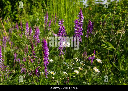 Vetch, vicia cracca preziosa pianta di miele, foraggio, e pianta medicinale. Fragile sfondo viola fiori. Woolly o Fodder vetch fiorisce in primavera gar Foto Stock