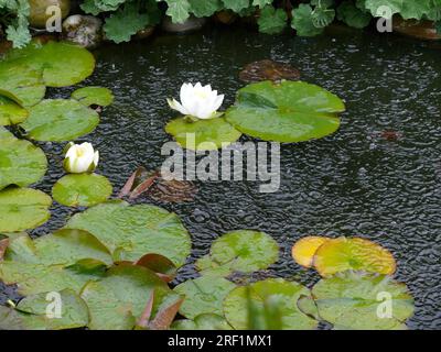 Ninfea bianca nel laghetto del giardino in caso di pioggia intensa, gocce d'acqua Foto Stock