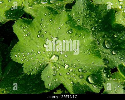 Mantello della signora (Alchemilla) con gocce di pioggia, mantello della signora, mantello della signora comune (Alchemilla vulgaris), mantello della signora comune, signora a lobi appuntiti Foto Stock