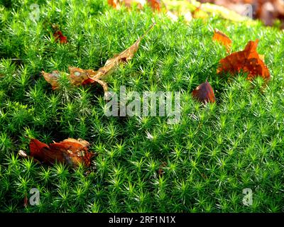 Colourful autumn leaves on moss Foto Stock