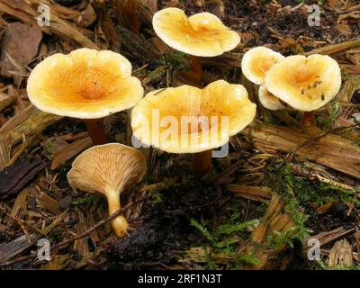 Falsa chanterelle (Hygrophoropsis aurantiaca) Fischach, Svevia Foto Stock