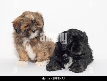 2 cuccioli di Lhasa Apso di 9 settimane di vita fianco a fianco su sfondo chiaro Foto Stock