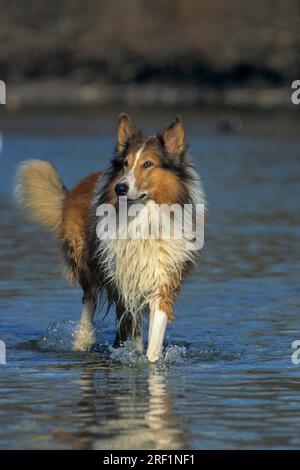 Collie, Scottish Sheepdog, Collie Rough (156) scozzese Sheepdog a pelo lungo Foto Stock