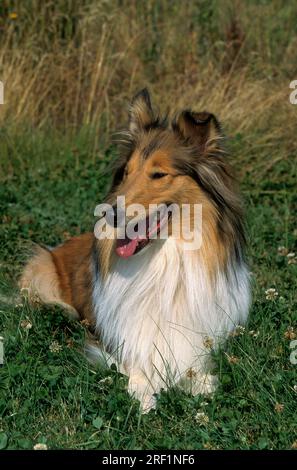 Collie, Collie Rough (156) a pelo lungo Scottish Sheepdog FCI, Standard No. 156 Foto Stock