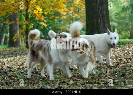 Due Australian Shepherds, Red-merle, che giocano con un bastone, standard FCI n.. 342 (provvisorio), sullo sfondo bianco pastore cane domestico (canis Foto Stock