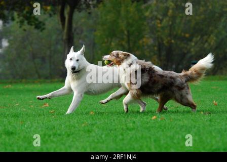 White Shepherd e Australian Shepherd, Red-merle, che corrono insieme in un prato, White Swiss Shepherd, Berger Blanc Suisse, FCI Standard No. 347 Foto Stock