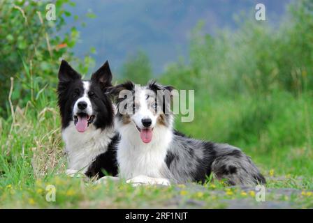 2, due collie di bordi che giacciono fianco a fianco su un percorso, norma FCI n. 297/1. 1, due collie di bordi affiancati Foto Stock