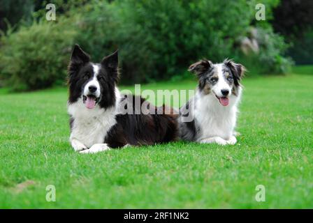 2, due collie di bordi che giacciono uno accanto all'altro in un prato, norma FCI n. 297/1. 1, due collie di bordi affiancati Foto Stock