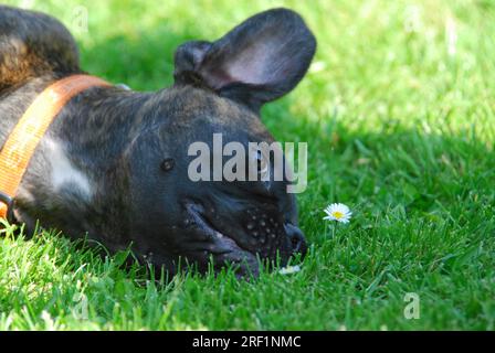 Giovane Boxer, maschio, 6 mesi, brindle, sdraiato nell'erba con una margherita, standard FCI n. 144/2. 2, il giovane Boxer, di 6 mesi, è sdraiato nel Foto Stock