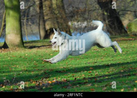 White Shepherd che attraversa un prato, White Swiss Shepherd, Berger Blanc Suisse, FCI Standard No. 347 (provvisorio), White Swiss Shepherd, Running Foto Stock