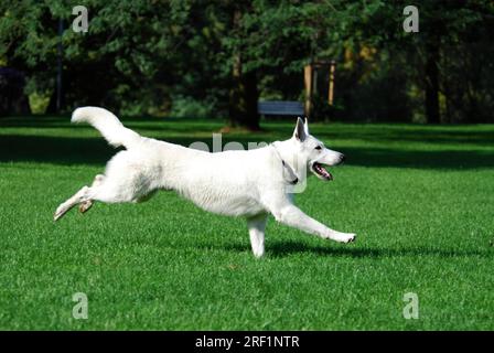 White Shepherd che attraversa un prato, White Swiss Shepherd, Berger Blanc Suisse, FCI Standard No. 347 (provvisorio), White Swiss Shepherd, Running Foto Stock