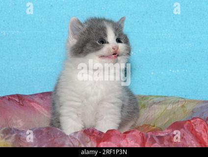 Britannica shorthair Cat 4 settimane bicolore bicolore blu-bianco seduta nel cesto. con la bocca leggermente aperta Foto Stock