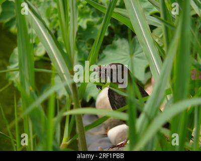 Uccello nero (Turdus merula), uccello nero con materiale di nidificazione Foto Stock