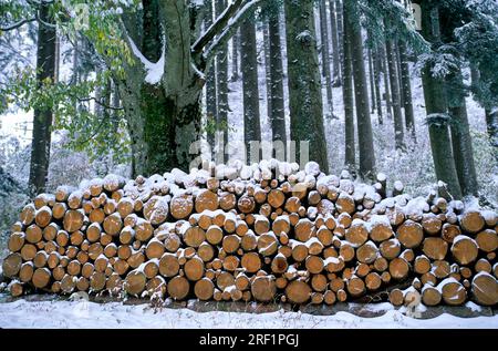 Tagliare tronchi d'albero in inverno, mucchi di legno sulla strada forestale Foto Stock
