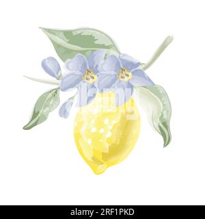 limone su un ramo con vettore di acquerello di fiori Illustrazione Vettoriale