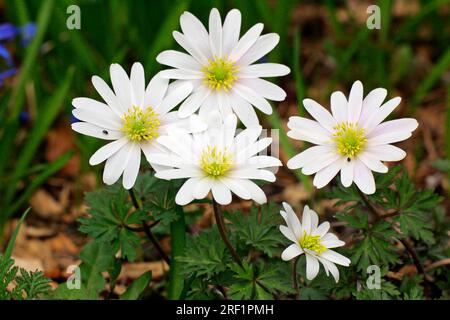 Fiore del vento greco (Anemone blanda), anemone balcanico, anemone balcanico Foto Stock