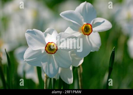 Narciso del poeta (Narciso poeticus) "Actaea", narciso del poeta Foto Stock