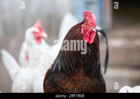 Lussuose passeggiate al gallo nero con galline bianche nella fattoria. Foto Stock