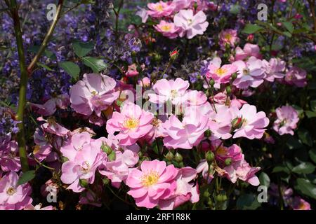 Ground Cover Rose Small Shrub Rose - Rosa "Lavender Dream" Foto Stock