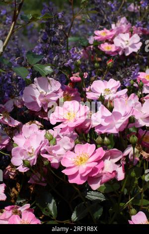 Ground Cover Rose Small Shrub Rose - Rosa "Lavender Dream" Foto Stock