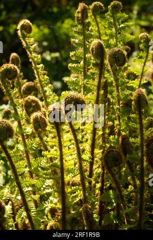 Affinis 'Crispaa' - Schuppiger Wurmfarn Scaly felce maschio (Dryopteris) Foto Stock