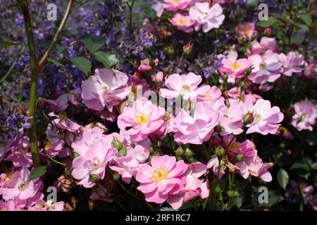 Ground Cover Rose Small Shrub Rose - Rosa "Lavender Dream" Foto Stock