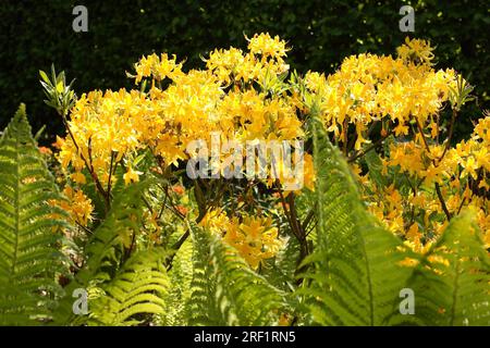 Azalea profumata - luteum rododendro (vecchio nome Azalea pontica) Foto Stock