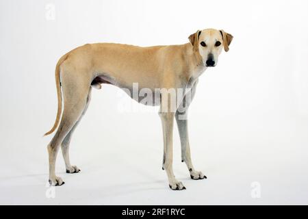 Sloughi, levriero arabo, Slughi, laterale Foto Stock