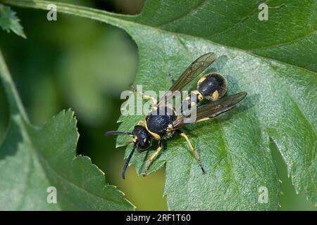 Vespa spiegazzata (Eumenes), Germania Foto Stock