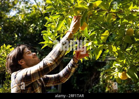 Felice uomo indiano che raccoglie mele dall'albero in un giardino soleggiato Foto Stock