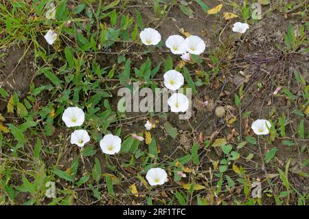 Erba bindweed (Convolvulus arvensis), Renania settentrionale-Vestfalia, Germania Foto Stock