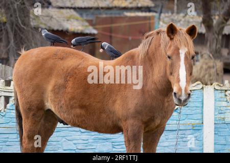 Vita di campagna. Gli uccelli si siedono sul dorso di un cavallo e tirano fuori i capelli per costruire un nido. Foto Stock