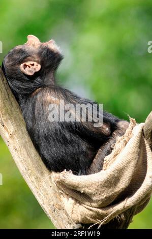 Chimpanzee giovane (Troglodytes Pan), Chimpy Foto Stock