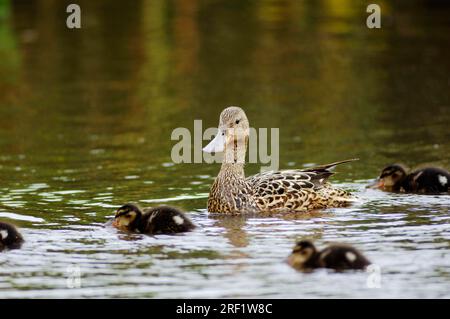 Northern Shoveler (Anas clypeata) con anatre, Texel, Paesi Bassi Foto Stock