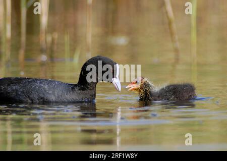 coot comune con pulcini, Renania settentrionale-Vestfalia, Coot eurasiatica (Fulica atra), Germania Foto Stock