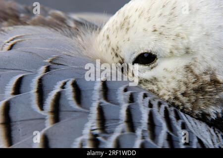 Oca dell'imperatore (Anser canagicus), testa e piume (Philacte canagicus) (Chen canagicus) Foto Stock