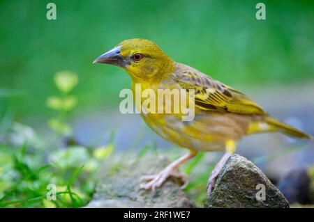 tessitore villaggio, tessitore femmina con testa nera (Ploceus cucullatus) Foto Stock