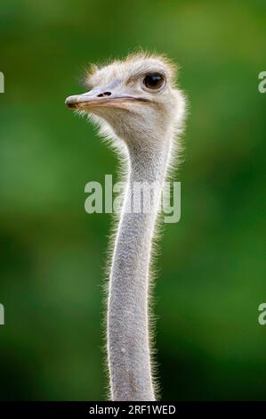 Struzzo comune (Struthio camelus), femmina Foto Stock