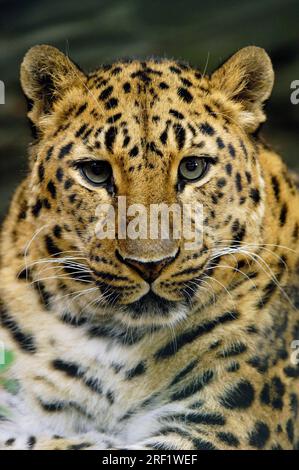 Amur Leopard (Panthera pardus orientalis) Foto Stock