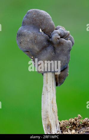 Sella grigia ardesia (Helvella lacunosa), Paesi Bassi Foto Stock