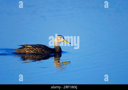 Anatra chiazzata (Anas fulvigula), Myakka River state Park, Florida, Stati Uniti Foto Stock