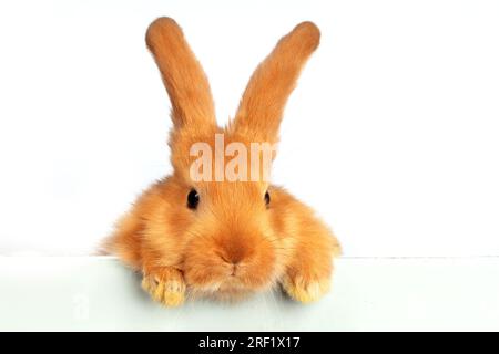 Un divertente coniglio rosso sbircia su un foglio di carta bianco. Foto Stock