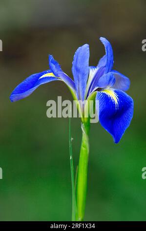 Iris, Myakka River State Park, Florida (Iris virginica), Stati Uniti Foto Stock