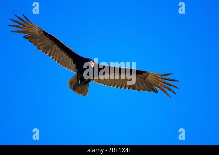 Avvoltoio tacchino (Cathartes aura), Myakka River State Park, Florida, USA Foto Stock