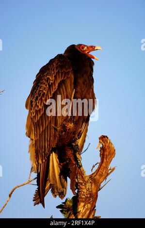 Turkey Vulture (Cathartes aura), Myakka River State Park, Florida, USA Foto Stock