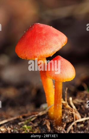 Berretto di cera di Vermiglio (Hygrocybe miniata) Foto Stock