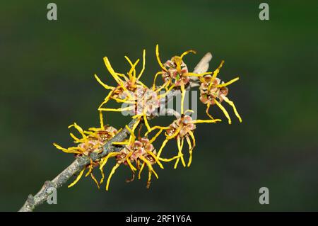 Nocciolo ibrido della strega (Hamamelis intermedia), fiori Foto Stock