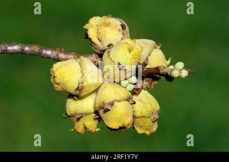 Hazel Strega comune (Hamamelis virginiana), Fruits, Hazel Strega americana Foto Stock